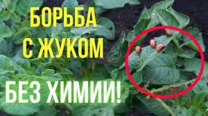 Борьба с колорадским жуком. Как избавиться от колорадского жука без химии