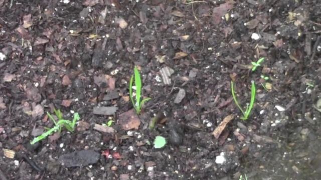 Garden Hoop House and Chantecler Chicks