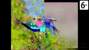 Удивительные соседи. Сиреневогрудая сизоворонка