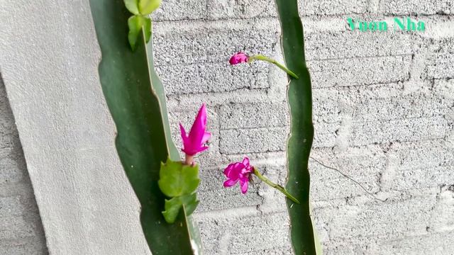 How to graft a giant Christmas cactus  Cactus grafting