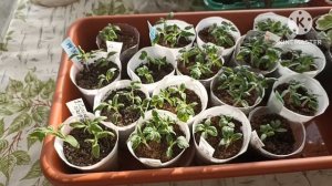 Обзор всходов томатов. Пикируем Томатные гномы.