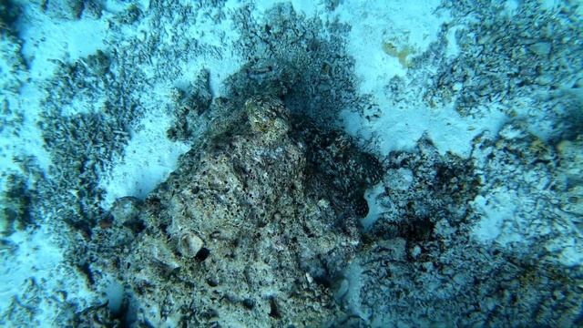 Осьминог. Мальдивы. Рыбы атакуют осьминога. Octopus in the Maldives. смотреть онлайн