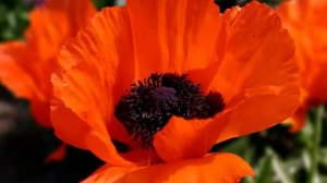 Красные маки