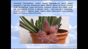 Пестрая стапелия "Звездоцвет".