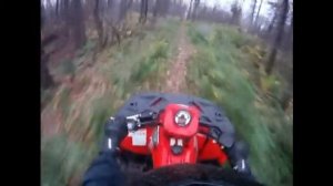 квадроциклы в лесу