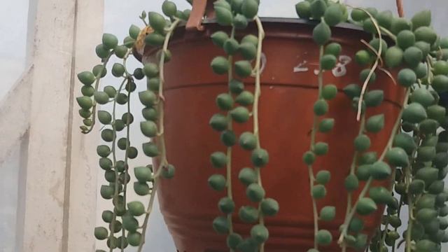 Крестовник роули и геррейна смотреть онлайн