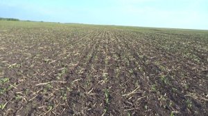 Чечевица,  оптимальная фаза для обработки гербицидом Пивот.