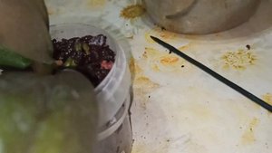 Новинка двойная радость. Орхидея Phalaenopsis сорт  Golden Brick ( Голден Брик). Пересадка.