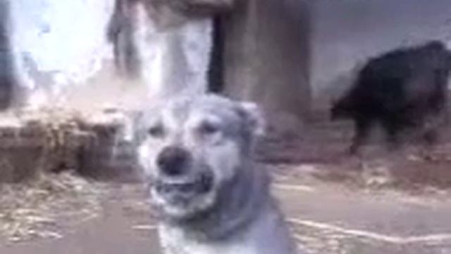 Кулуп  кой смотреть онлайн