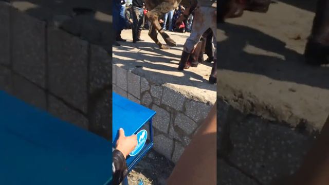 Курбан байрам 2015 год смотреть онлайн