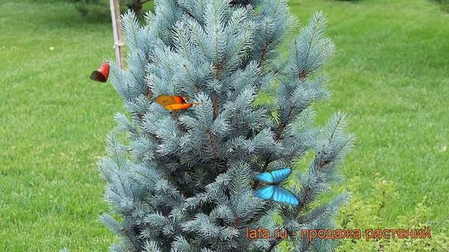 Ель колючая Исели Фастигиата (iseli fastigiate) ? обзор: как сажать, саженцы ели Исели Фастигиата смотреть онлайн