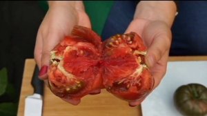 Экзотические томаты от Сибирского сада. Новинки и хиты