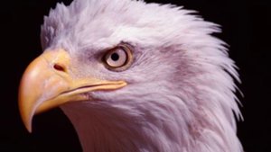 Eagle Facts - Facts About Eagles