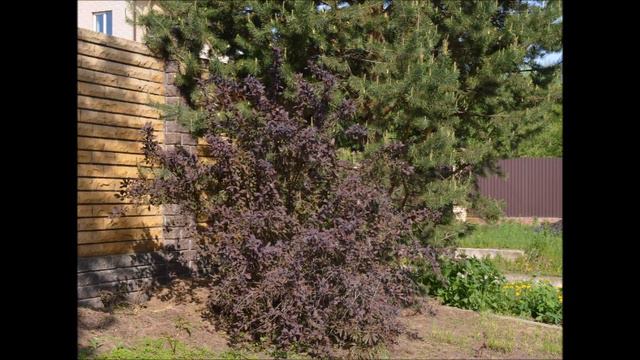 Русь. Начало лета смотреть онлайн