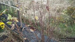 Опрыскивание смородины осенью мочевиной (карбамид).Зачем обрабатываю  смородину осенью . Дача.