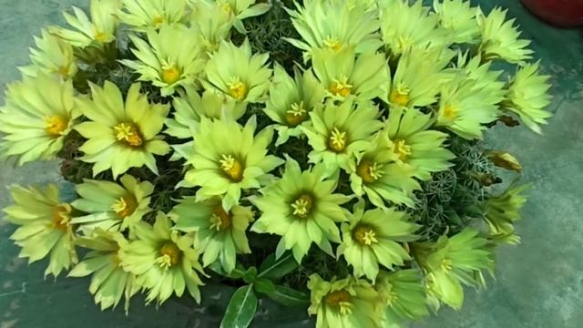 1234 - Grow and care Beautiful Evergreen Rhinoceros cactus (Coryphantha Cornifera) смотреть онлайн