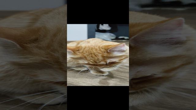 Кот Паджеро чистит свои ложки и ждёт корндоги #shorts смотреть онлайн