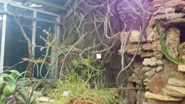 Санкт-Петербург. Ботанический сад. Цветет "Царица ночи". смотреть онлайн