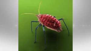 Фантастические снимки, сделанные электронным микроскопом