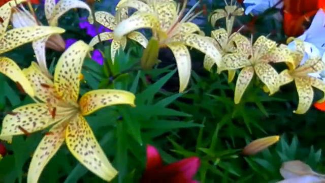 ХОРОШЕГО НАСТРОЕНИЯ.