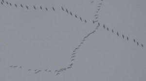 Гуси улетают.