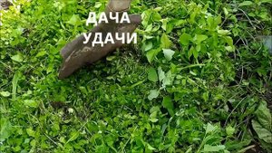 Не выбрасывайте сорняки!! МУЛЬЧА из ТРАВЫ за 2 часа! ДАЧА УДАЧИ