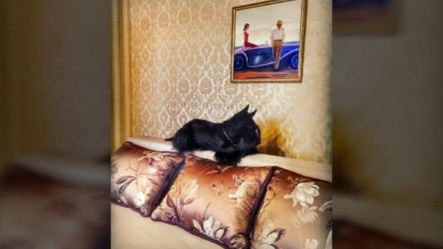 Арчибальд! смотреть онлайн