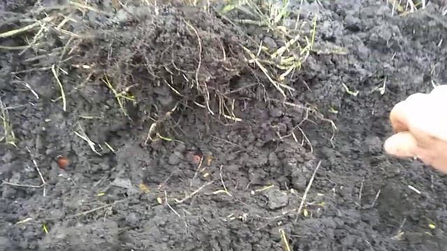 Посев семян хурмы виргинской подзимний смотреть онлайн