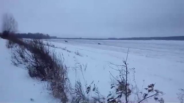 Загонная охота