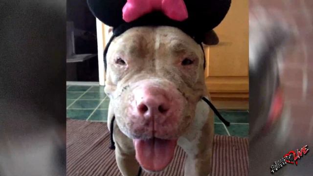 Невероятная трансформация Питбуля которого нашли! Посмотрите, ДО и ПОСЛЕ! смотреть онлайн