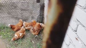 Куры несушки 1 день, купили на птицефабрике