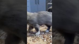 щенки кавказской овчарки. девочки 2 месяца.