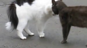 как ругаются коты