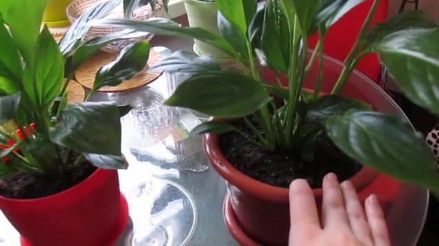 Зацвёл спатифиллум. Спатифиллумы и пилея кадье. смотреть онлайн