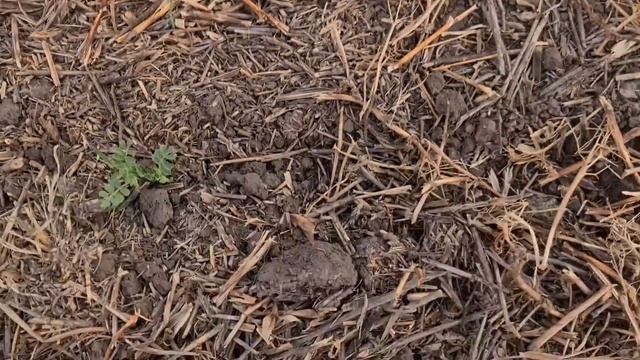 Зимующий горох " Баллтрап". Уборка , результаты, итоги. No -till 22.07.2021 смотреть онлайн