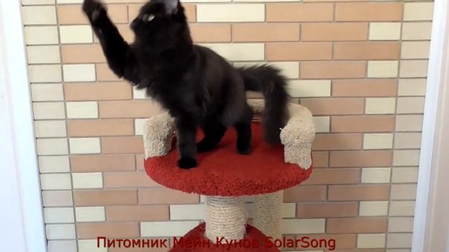 Мейн Кун Tiffani SolarSong, чёрный солид, 4 месяца смотреть онлайн
