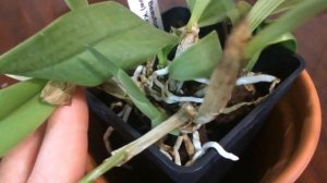 Домашнее цветение каттлеи (Sc.Beaufort × Lc.Orglade’s Glow) ‘Kewpie’