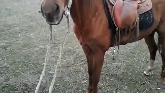 умная лошадь. смотреть онлайн