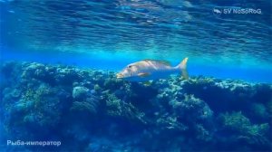 Рыба-император имеет еще одно название: оранжевоперый летрин