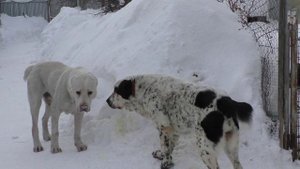 Беляш - АЛАБАЙ-потеряшка.