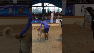 Турецкий кангал