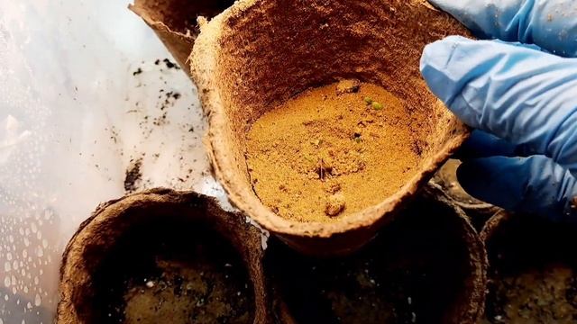 СЕЯНЦЫ ОБРИЕТЫ И ЛОБЕЛИИ НАЧИНАЮТ ВСХОДИТЬ. ВАЖНО В ЭТОМ ПЕРИОД НЕ НАВРЕДИТЬ ИМ. ВАЖНЫЕ НЮАНСЫ УХОД смотреть онлайн