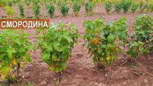Посадка смородины под механическую уборку. Фермерское хозяйство Бабкена Испиряна.