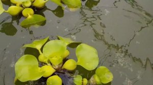 Водяной гиацинт или Эйхорния