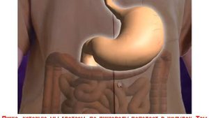 Какие органы есть внутри человека и зачем они нужны