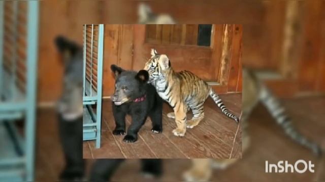 #УДИВИТЕЛЬНАЯ ДРУЖБА МЕЖДУ СОВЕРШЕННО РАЗНЫМИ ВИДАМИ ЖИВОТНЫХ смотреть онлайн