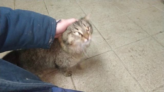 Очень ласковая уличная кошка :) смотреть онлайн