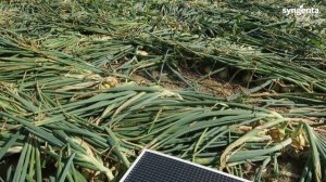 Почему гибриды лука Сингента. Совместный опыт с ФХ Вармас. Медальон F1.