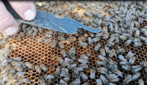 НАША ПАСЕКА способ выравнивания семей