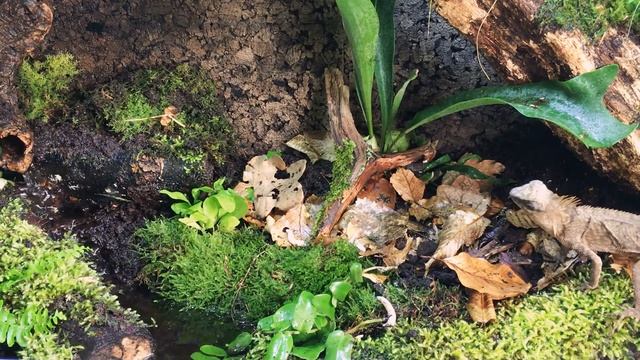 Acanthosaura capra - feeding time смотреть онлайн